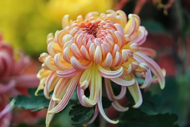 重陽丨深情不及久伴，厚愛無需多言。(圖2)